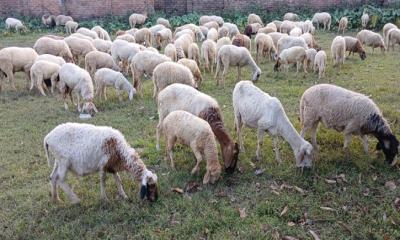 দামুড়হুদায় গাড়ল পালন করে সফল খামারি