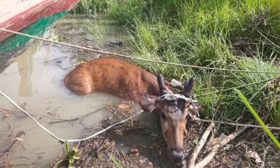 কর্ণফুলীতে বিলুপ্তপ্রায় সাম্বার চিত্রা হরিণ উদ্ধার