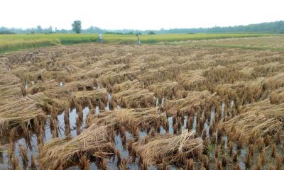 শেরপুরে বৈরী আবহাওয়ায় আমন ধান ক্ষতিগ্রস্ত, কৃষকের কপালে চিন্তার ভাঁজ