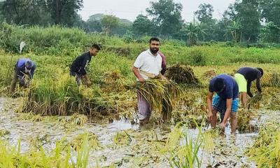 ঘোড়াশালে কৃষকের পাকা ধান কেটে দিলেন বিএনপি নেতা সোবাহান