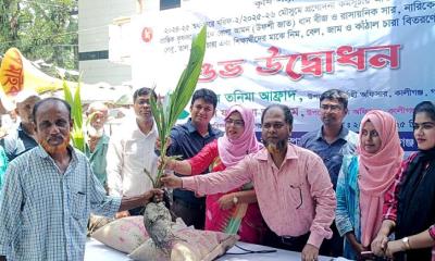 কালীগঞ্জে কৃষক ও শিক্ষার্থীদের মাঝে বীজ, সার ও চারা বিতরণ উদ্বোধন