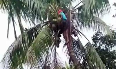 কেন্দুয়ায় নারিকেল পাড়তে গিয়ে বিদ্যুৎস্পৃষ্ট হয়ে মাদ্রাসা ছাত্রের মৃত্যু