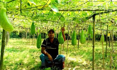 অল্প খরচে বেশি লাভ: কালীগঞ্জে মাচায় লাউ চাষে নতুন সম্ভাবনা