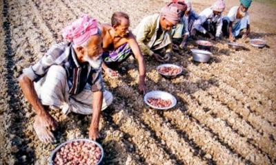 চরভদ্রাসনে মুড়িকাঠা পেঁয়াজ আবাদের ধুম, গুটি পেঁয়াজের চড়া দামে কৃষকরা হতাশ