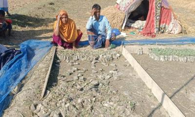 তরমুজের চারা নষ্ট করে কৃষকের সঙ্গে এ কেমন শত্রুতা!