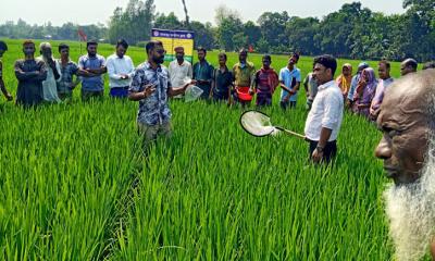 নলডাঙ্গায় ধানক্ষেতে পোকা চিহ্নিতকরণে ‘অতন্দ্র জরিপ’ পদ্ধতি প্রদর্শন