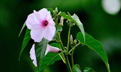 গ্রামীণ প্রকৃতি থেকে বিলুপ্তির পথে দৃষ্টিনন্দন ঢোলকলমির ফুল