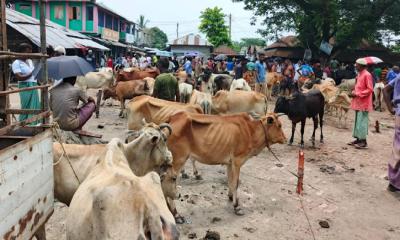 মোংলায় জমে উঠেছে কোরবানির পশুর হাট