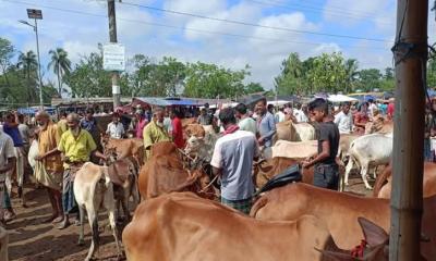 কালাইয়ে কোরবানির হাটে দাম নিয়ে ভিন্ন মত: ক্রেতার দাবি চড়া, বিক্রেতার অভিযোগ লোকসান
