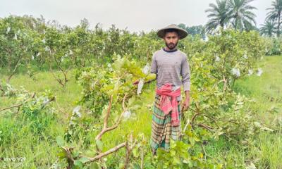ফুপা-ফুপির বিরুদ্ধে থানায় ফলন্ত পেয়ারা গাছ কাটার অভিযোগ ভাইপোর