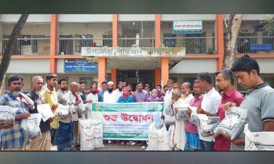 বড়াইগ্রামে বিনামূল্যে মাসকালাই বীজ ও সার বিতরণ