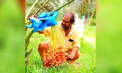 ভালুকায় সৌদির খেজুর বাগান করে জীবনের স্বপ্ন পূরণ মোতালেবের