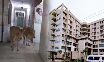 শেরপুর সদর হাসপাতালে গরুর অবাধ বিচরণ, সোশ্যাল মিডিয়ায় সমালোচনা