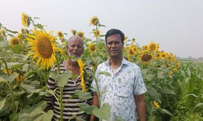 উলিপুরে সূর্যমুখী চাষে কৃষকের ভাগ্য বদলের সম্ভাবনা