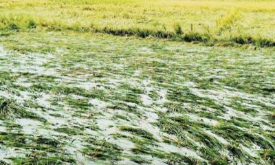 খাগড়াছড়িতে কালবৈশাখীর প্রবল থাবায় ক্ষতিগ্রস্ত কৃষিখাত