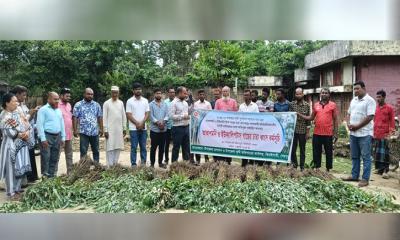 ঝিনাইগাতীতে ধ্বংস করা হলো ৪৫ হাজার ইউক্যালিপ্টাস ও আকাশমণি চারা