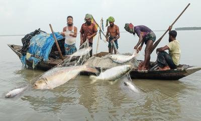 মধ্যরাত থেকে শুরু ইলিশ ধরায় ২২ দিনের নিষেধাজ্ঞা