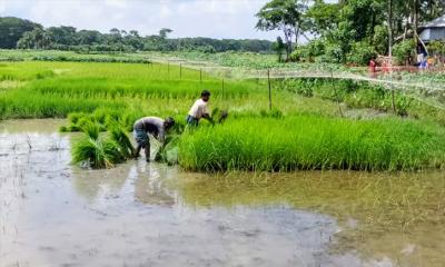 চড়া দামে কিনতে হচ্ছে বীজ, কৃষি দপ্তরের সহযোগিতা নেই—হতাশায় কৃষক
