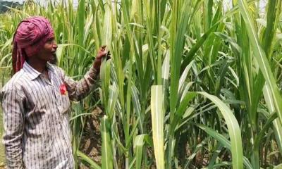 চাঁদপুরে আখ ক্ষেতে পোকার আক্রমণ দুশ্চিন্তায় কৃষকরা