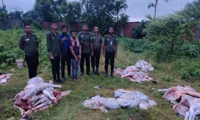 পূর্বাচলে জবাইকৃত ৫টি ঘোড়া উদ্ধার, একজন আটক
