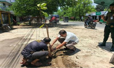 গোয়ালন্দে উপজেলা প্রশাসনের উদ্যোগে সবুজায়ন কর্মসূচি