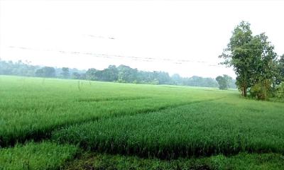 হেমন্তের শুভ্রতায় কালীগঞ্জে নান্দনিক পালা বদলের ছোঁয়া