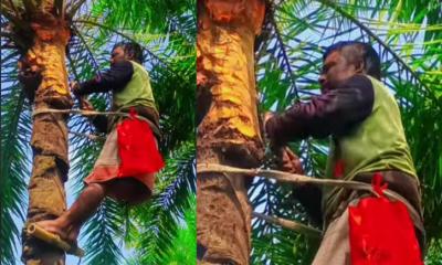 আত্রাইয়ে খেজুর রস সংগ্রহের ব্যস্ততা, শীতের আগমনী বার্তা