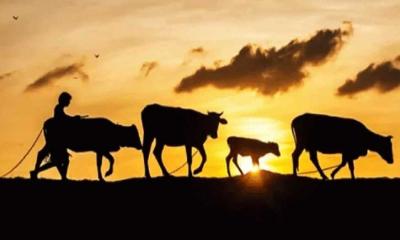 কালীগঞ্জে গরু চুরি, আতঙ্কে খামারি ও কৃষক