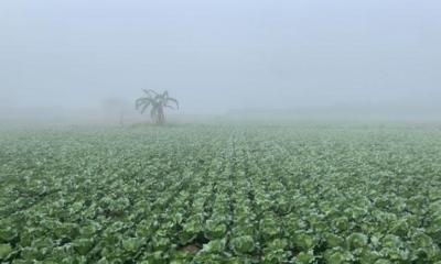 বরেন্দ্র অঞ্চলে মৌসুমের প্রথম কুয়াশাচ্ছন্ন সকাল, শীতের আগমনী বার্তা