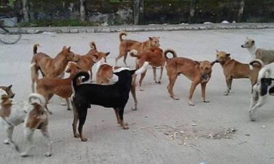 বোয়ালখালীতে কুকুর দলবেঁধে আক্রমণে আহত ৭