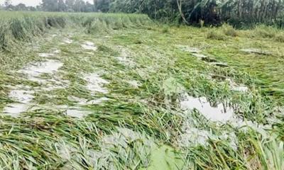 রাণীশংকৈলে বৈরী আবহাওয়ায় আমন ধান ও সবজি খেত ক্ষতিগ্রস্ত, ‌দু:শ্চিন্তায় কৃষক