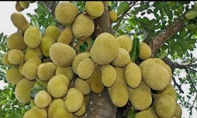 ধনবাড়ীতে কাঁঠালের বাম্পার ফলন, ভালো দামের প্রত্যাশা চাষিদের