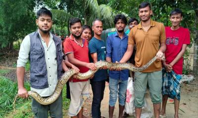 কমলগঞ্জে ধানক্ষেত থেকে ১০ ফুট লম্বা অজগর উদ্ধার