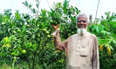 কালীগঞ্জে মিশ্র ফল বাগানে মাল্টা চাষে সফল মো. জামির হোসেন