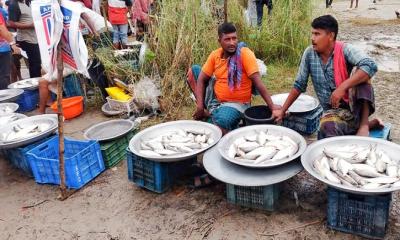 নিষেধাজ্ঞা অমান্য করে পদ্মায় ইলিশ শিকার, নদীপাড়ে বসেছে ‘ইলিশের হাট’