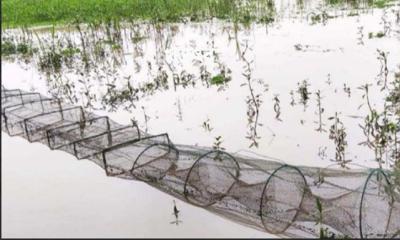 চরভদ্রাসনে চায়না দুয়ারির ফাঁদে অস্তিত্ব সংকটে দেশীয় মাছ