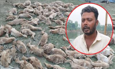রায়গঞ্জে হাঁসের খামারে বিষ প্রয়োগে তিন শতাধিক হাঁস নিধনের অভিযোগ