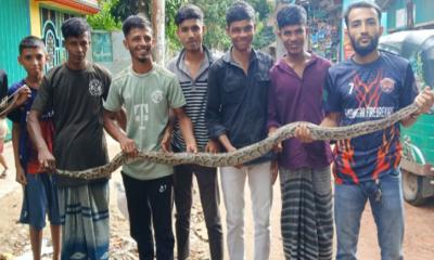 বোয়ালখালীতে ৮ ফুট লম্বা অজগর উদ্ধার
