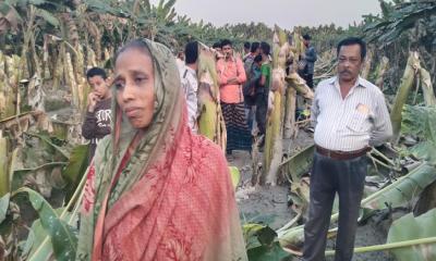 মোরেলগঞ্জে কৃষকের কলাবাগান কেটে ফেলেছে দুর্বৃত্তরা
