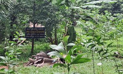 শ্রীপুরে জমিতে চারা রোপণ নিয়ে মারামারি, আহত ২