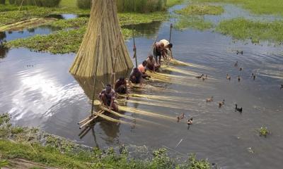 সাদুল্লাপুরে বিলুপ্তির পথে পাটচাষ