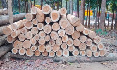 মাটিরাঙায় অবৈধ সেগুন কাঠ জব্দ