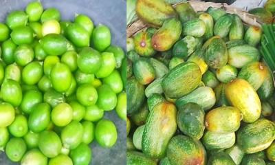 তানোরে শসা ১০০ টাকা কেজি, লেবুর হালি ৬০ টাকা