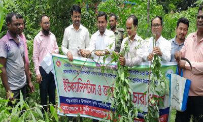 পীরগঞ্জে ক্ষতিকর গাছের চারা ধ্বংস করতে মাঠে নেমেছে প্রশাসন