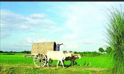 চরভদ্রাসনে ঐতিহ্যবাহী গরুর গাড়ি এখন বিলুপ্তির পথে