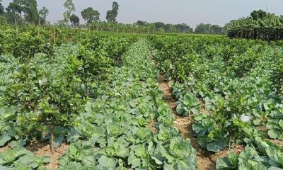 জীবননগরে সাথী ফসল চাষে আগ্রহ বাড়ছে চাষিদের