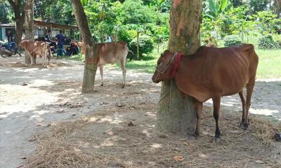 আদমদীঘিতে চুরি হওয়া ৪ গরু উদ্ধার, আটক ২