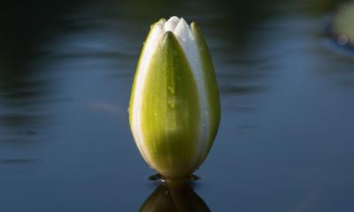 ইসির প্রতীক তালিকায় যুক্ত হলো ‘শাপলা কলি’