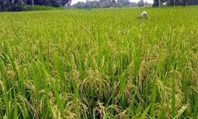 বোয়ালখালীতে আমনের বাম্পার ফলনের আভাস