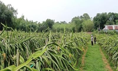 কালীগঞ্জে বাণিজ্যিকভাবে ড্রাগন ফল চাষে সম্ভাবনার দ্বার
